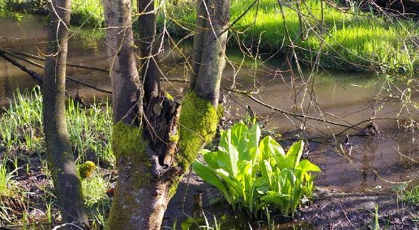 Reviews articles about Puyallup, Washington - image